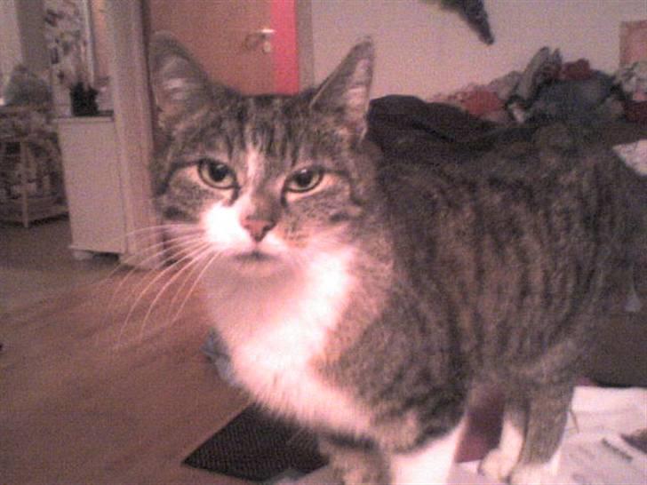 Huskat Smut *Prinsessen* - DAV DAV! billede 15