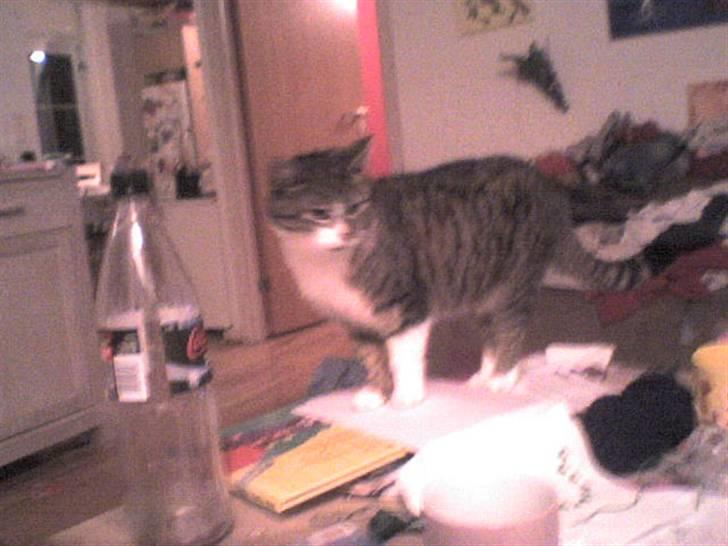 Huskat Smut *Prinsessen* - hej:) billede 16