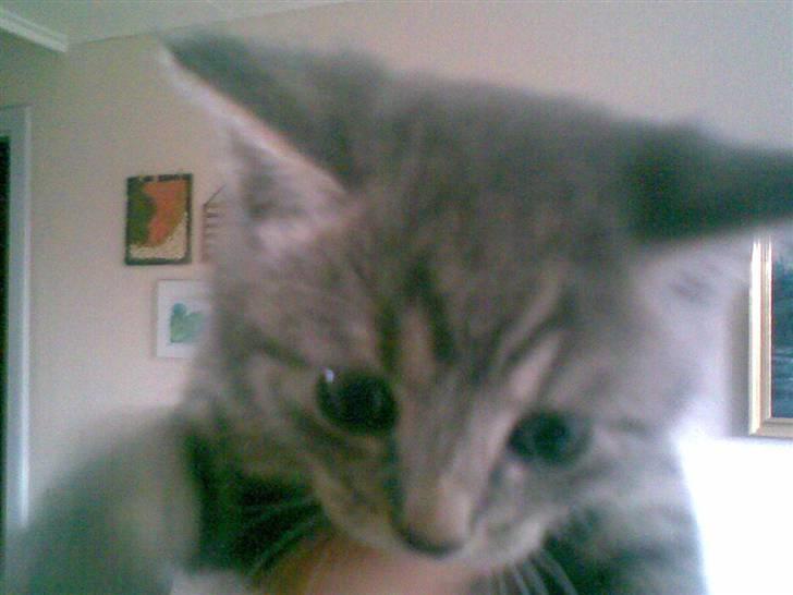 Blanding af racer turbo r.i.p  - Her er han ikke rart gammel. billede 3