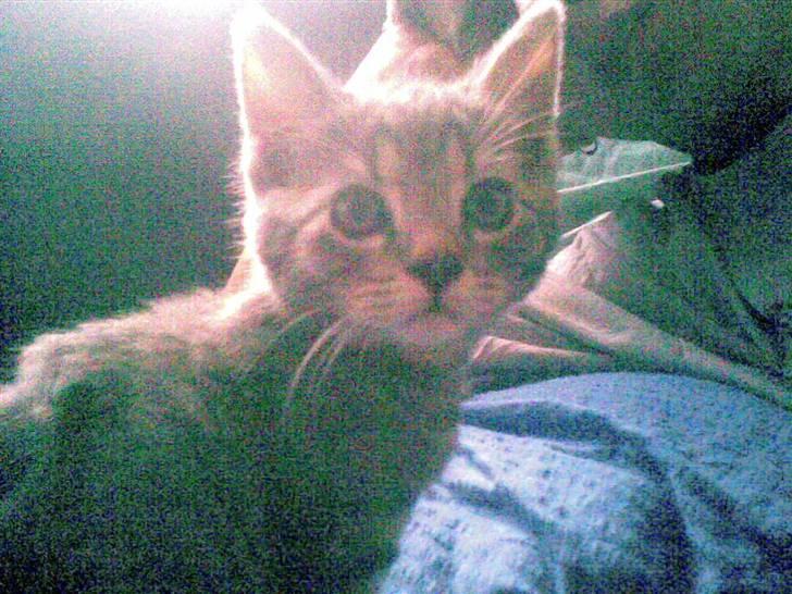 Blanding af racer turbo r.i.p  - Samme dag som jeg havde fået ham. billede 4