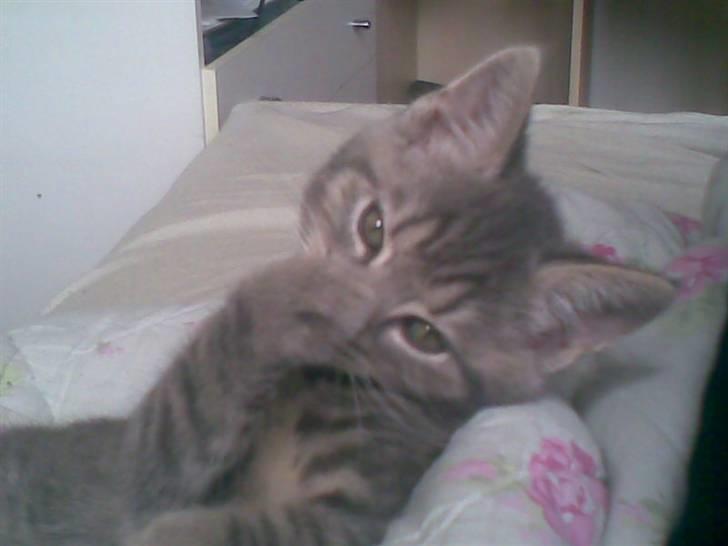 Blanding af racer turbo r.i.p  - Skal lige vaskes. billede 1