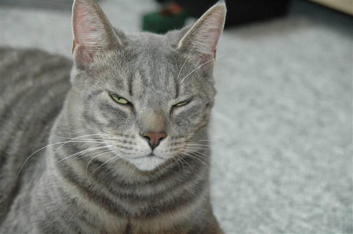 Blanding af racer turbo r.i.p  - ny billede 5