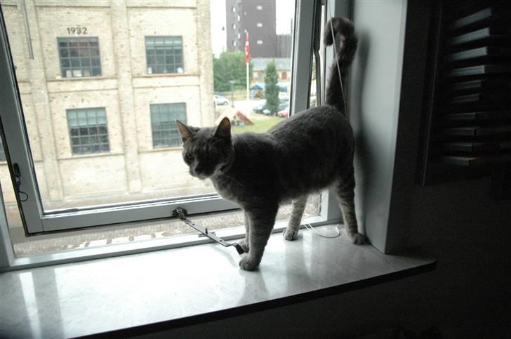 Blanding af racer turbo r.i.p  - ny billede 6