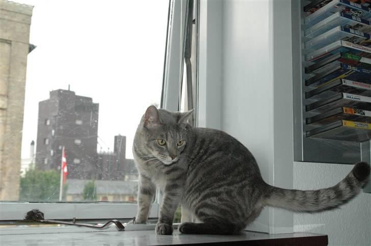 Blanding af racer turbo r.i.p  - ny billede 7