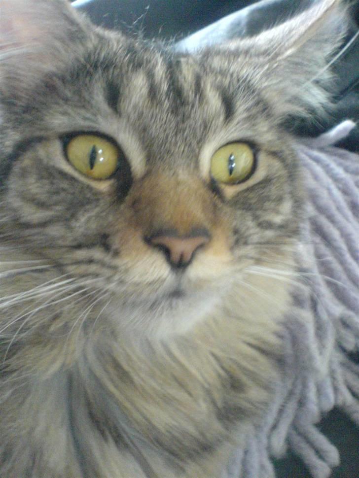 Maine Coon Kiwi - Kiwi billede 1