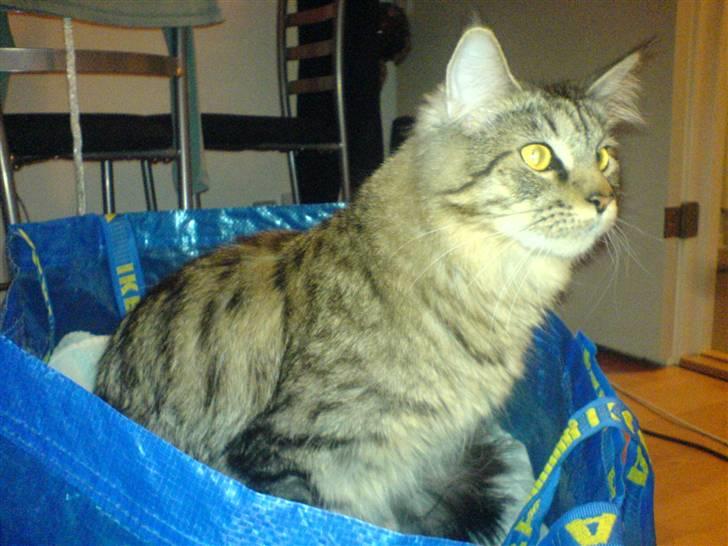 Maine Coon Kiwi - Kiwi i det rene vasketøj.. billede 2