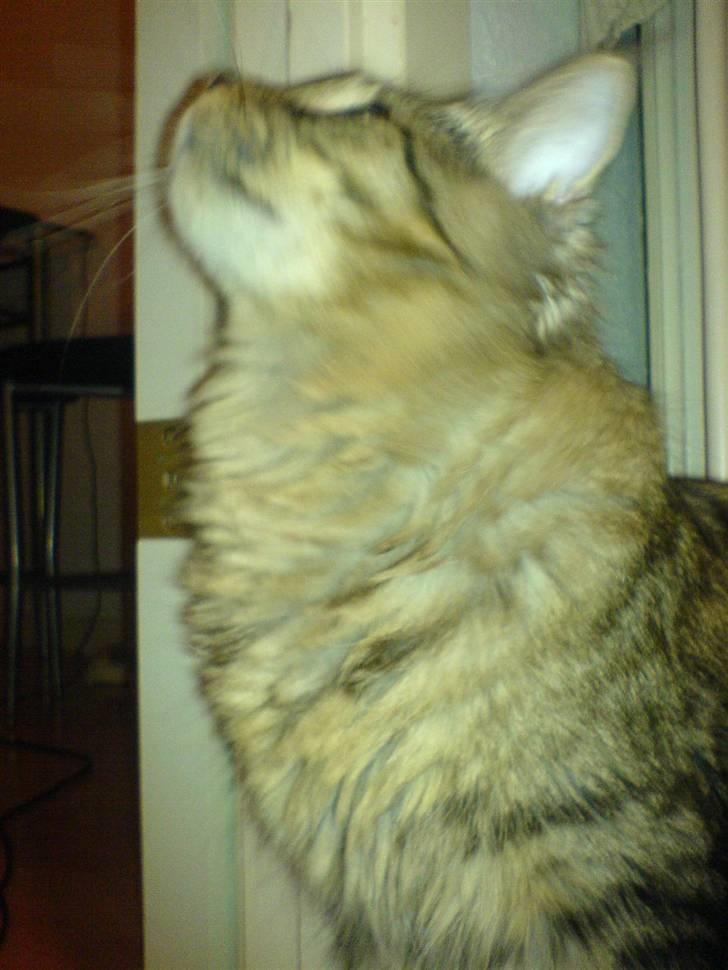 Maine Coon Kiwi billede 3