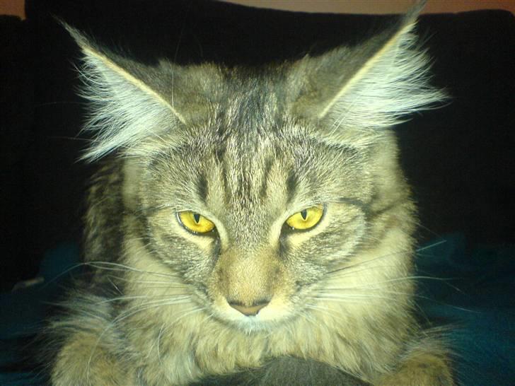 Maine Coon Kiwi - Mors smukke pige..! billede 4