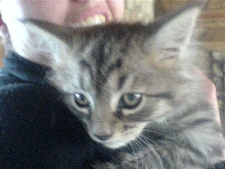 Maine Coon Kiwi - Kiwi 2 uger før jeg fik hende hjem. billede 5