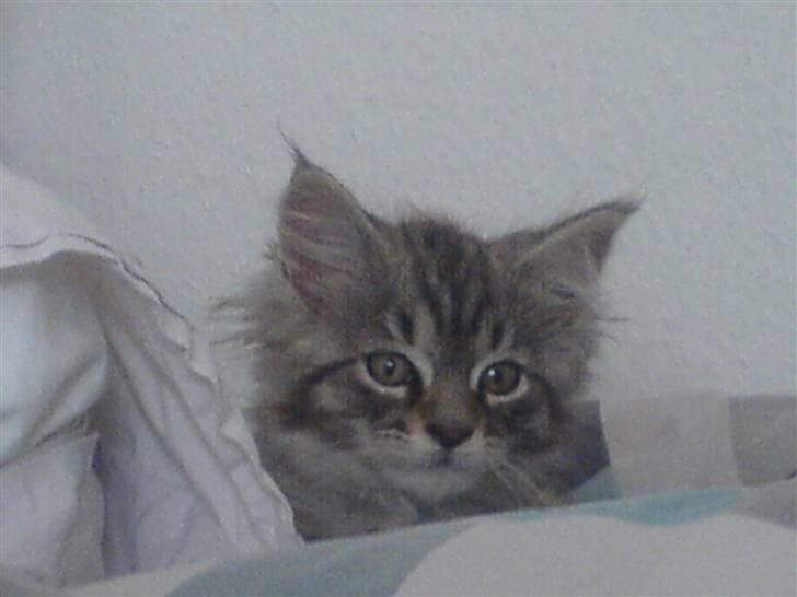 Maine Coon Kiwi - Der var godt og trygt i dynerne indtil hun vænnede sig til sit nye hjem. billede 6