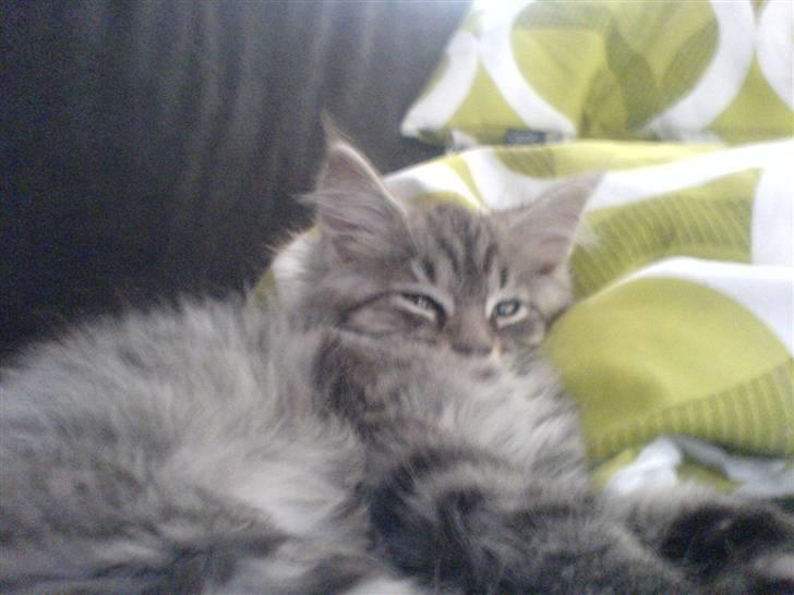 Maine Coon Kiwi - Er hun ikk nuttet...? billede 7