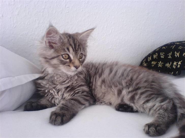 Maine Coon Kiwi - Som killing billede 8