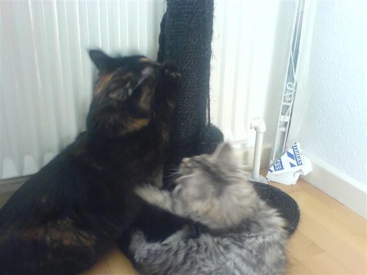 Maine Coon Kiwi - Kiwi med storesøster Chilli. billede 9