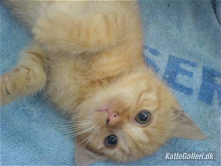 Huskat Røde-mis - Er jeg ikk nuser? :o) <3333333 billede 1