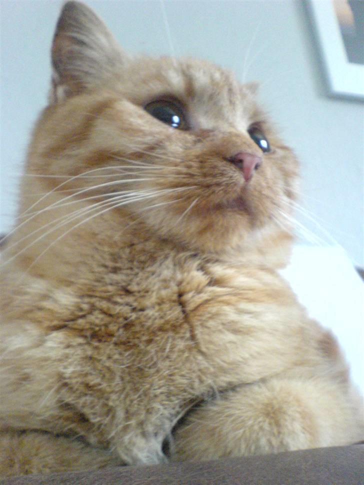 Huskat Røde-mis -  :o) billede 2