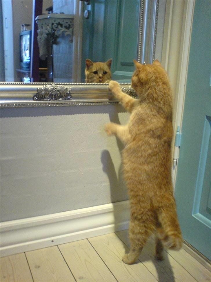 Huskat Røde-mis - <33333 billede 3