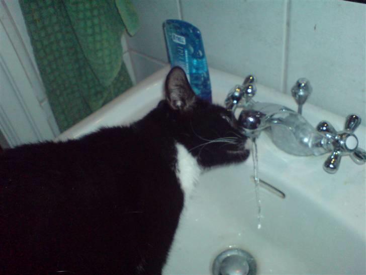 Huskat Karoline - Drikker vand af vandhanen....mmmm billede 5