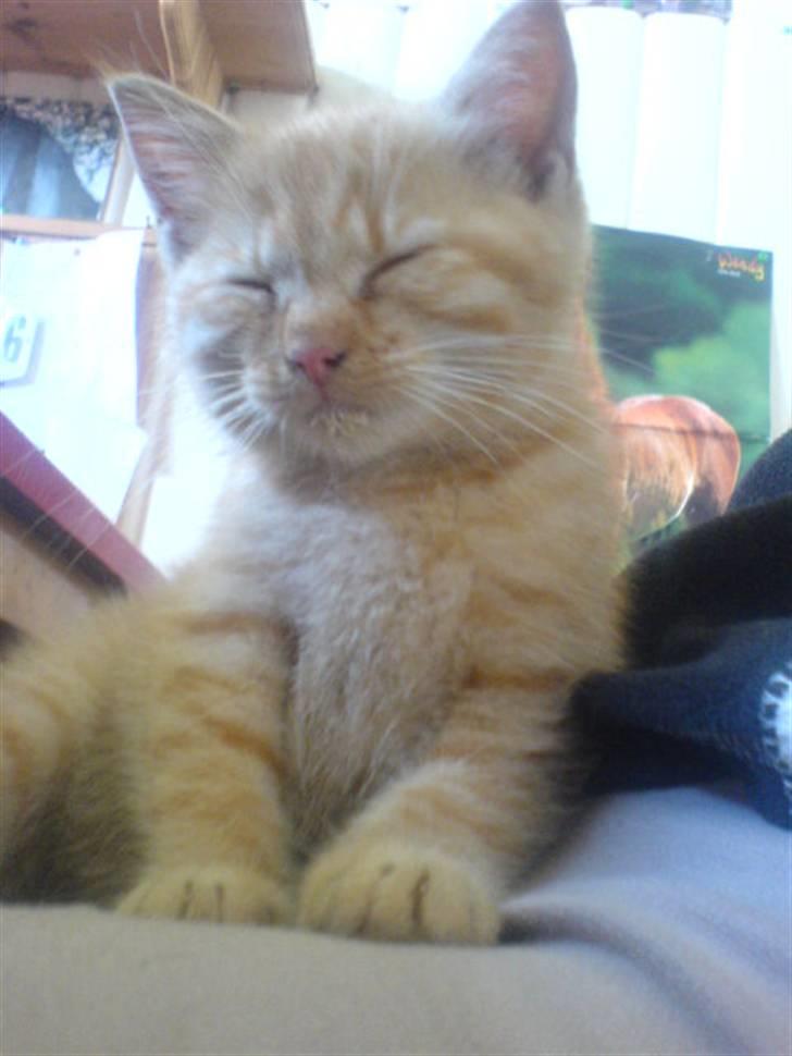 Huskat Røde-mis - jeg sover :o) billede 4