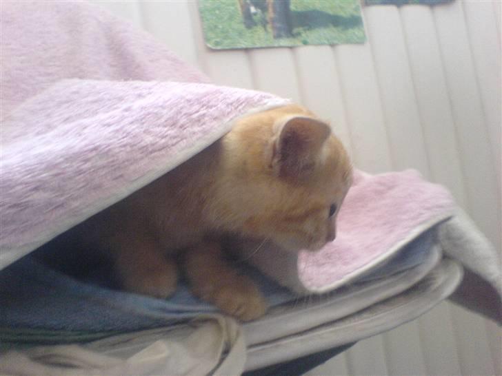 Huskat Røde-mis - gemmer mig lige, for alting er så farligt :oS billede 5