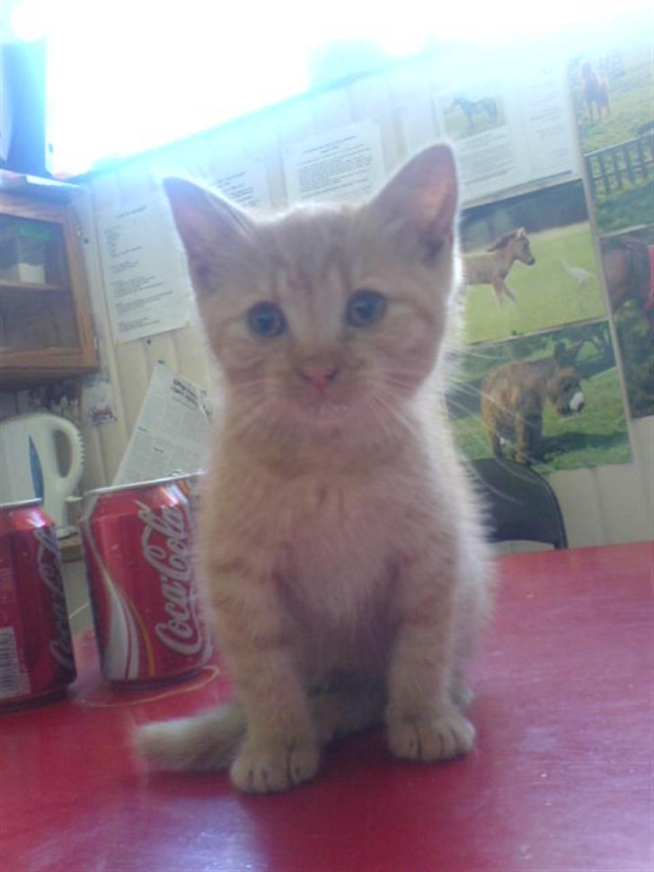 Huskat Røde-mis - nurh lille fine mis :o) billede 6