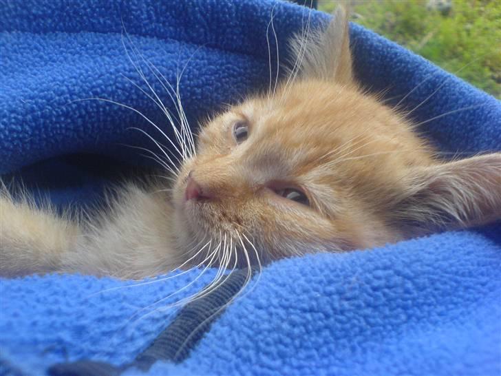 Huskat Røde-mis - Zzzzzzzzzzzzz.............  billede 7