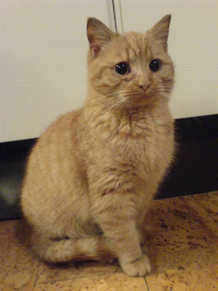 Huskat Røde-mis - NYT! er blevet lidt større :o) billede 8