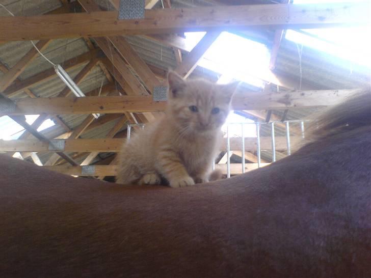 Huskat Røde-mis - uha.... der er ikk så tryg heroppe på ryggen af en "kæmpe" hest :-S uha... billede 9