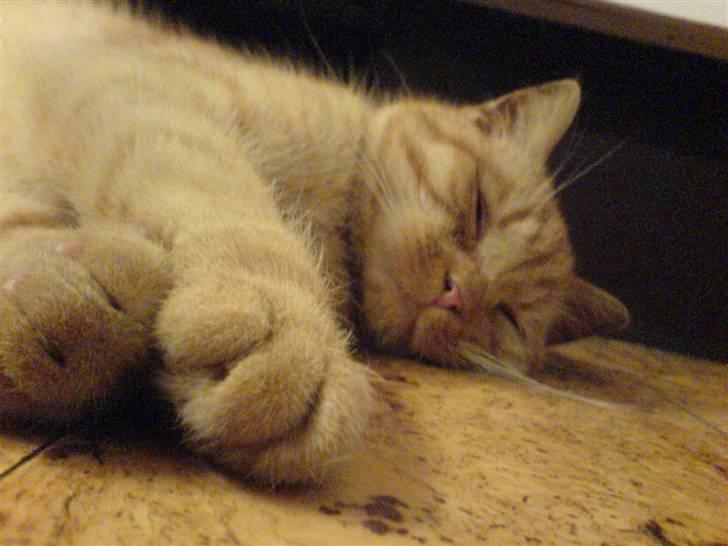 Huskat Røde-mis - Zzzzzzzzzzzzzzzzzzzzzzzzzzzzzz.....hehe billede 10