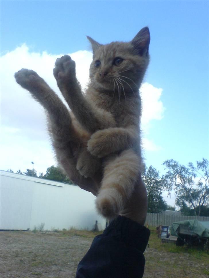 Huskat Røde-mis - hehe... sidder så godt i den her stilling :oP tihi billede 11