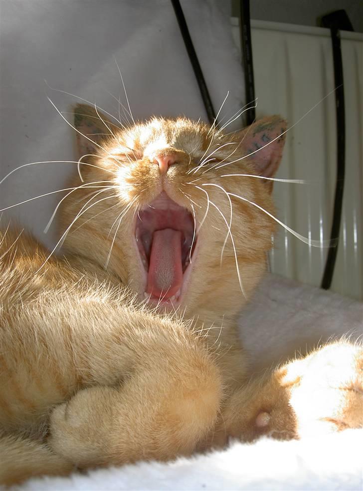 Huskat Røde-mis - Gaaaaaaaaaaaaaaaaaab..... hehe <333333 billede 12