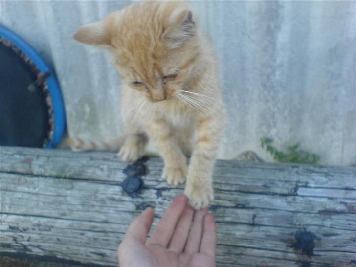 Huskat Røde-mis - øver lidt "gi´ five" :o) billede 13