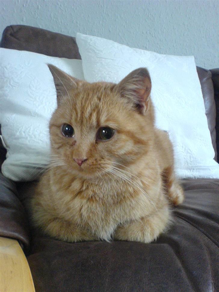 Huskat Røde-mis - nurh :D billede 14