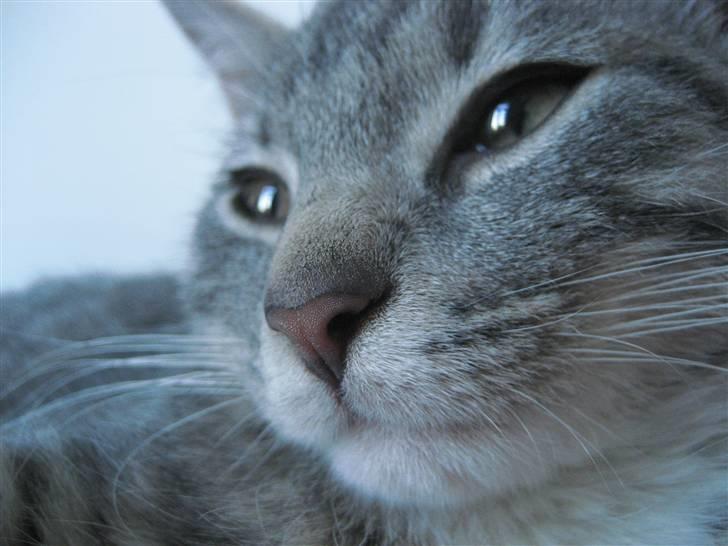 Huskat Skipper Ronson billede 1