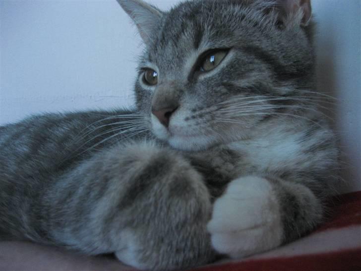 Huskat Skipper Ronson billede 2