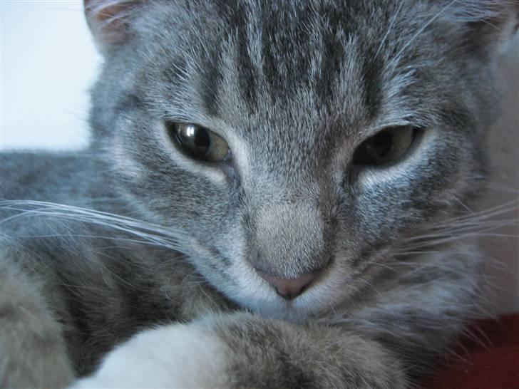 Huskat Skipper Ronson billede 3