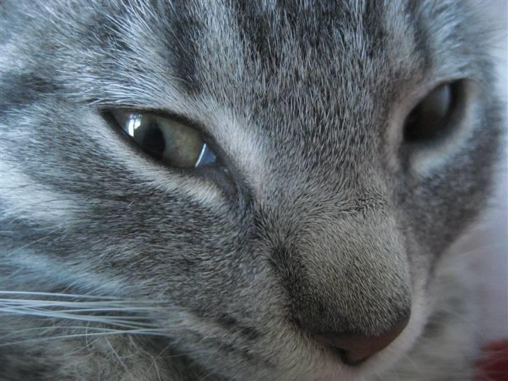 Huskat Skipper Ronson billede 4