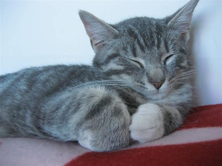 Huskat Skipper Ronson billede 5