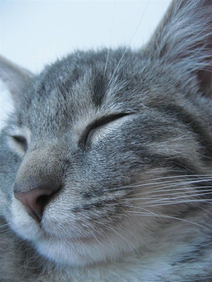 Huskat Skipper Ronson billede 6