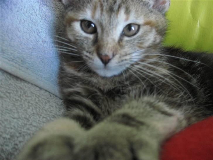 Huskat Killer Chris-Kross Attack - Med lange ben billede 2