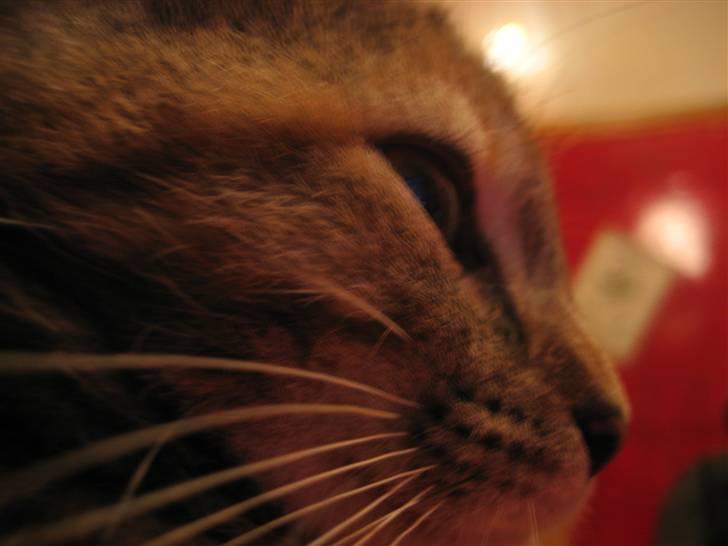 Huskat Killer Chris-Kross Attack - Og i profil billede 3