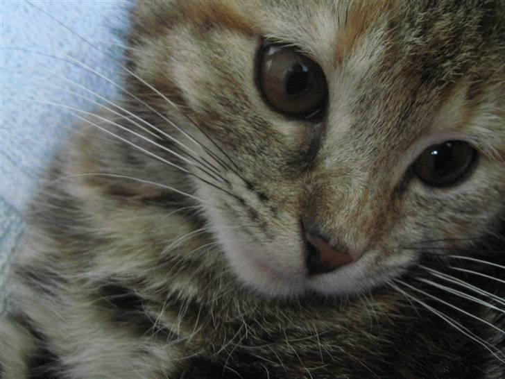 Huskat Killer Chris-Kross Attack - Se godt ud for fotografen.. billede 4