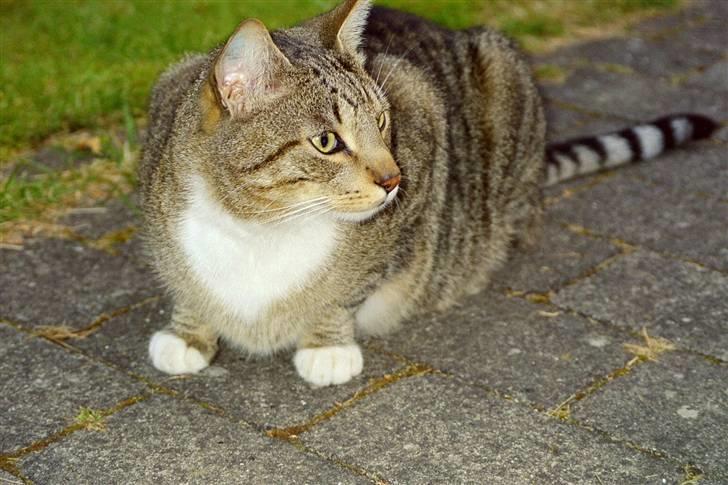 Huskat julle - er han ikke dejlig billede 1