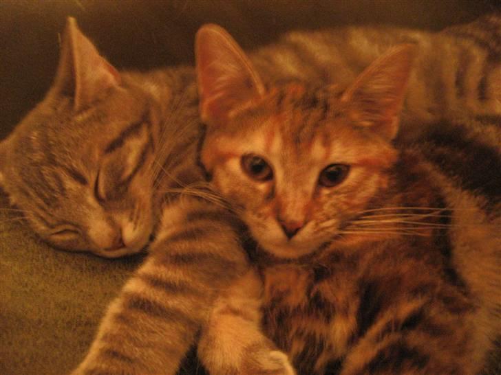 Huskat Killer Chris-Kross Attack - Killer og Skipper billede 5