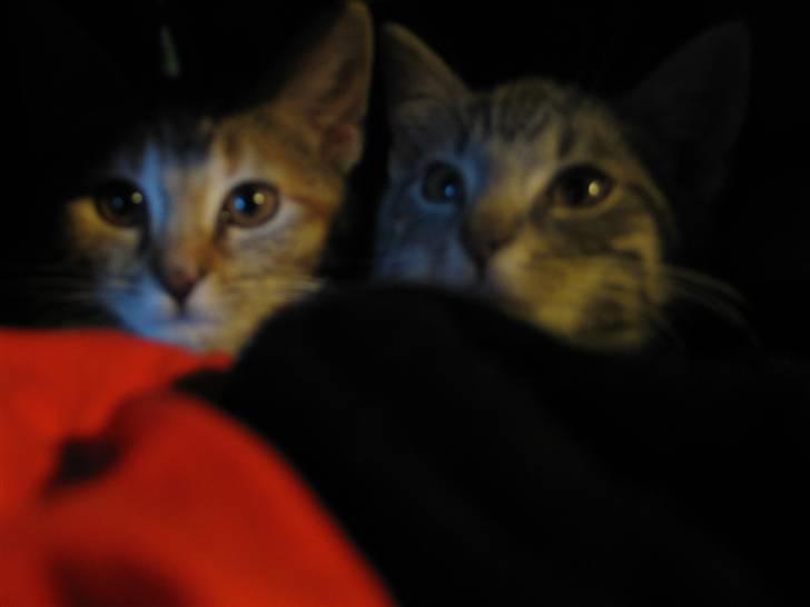 Huskat Skipper Ronson billede 7