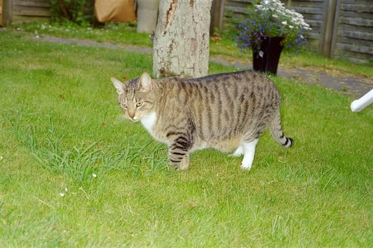 Huskat julle - der er min helt billede 2