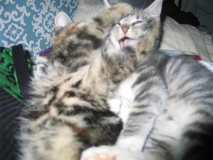 Huskat Skipper Ronson billede 8