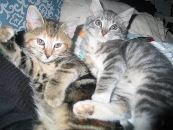 Huskat Skipper Ronson billede 9