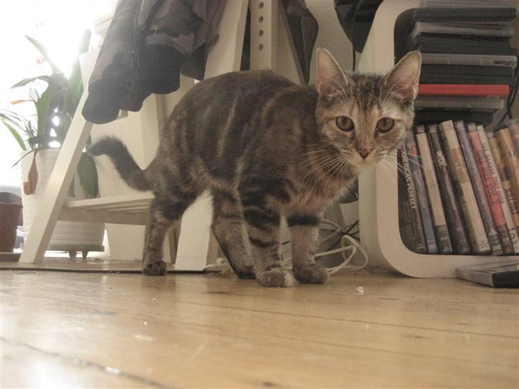 Huskat Killer Chris-Kross Attack - Killer billede 6