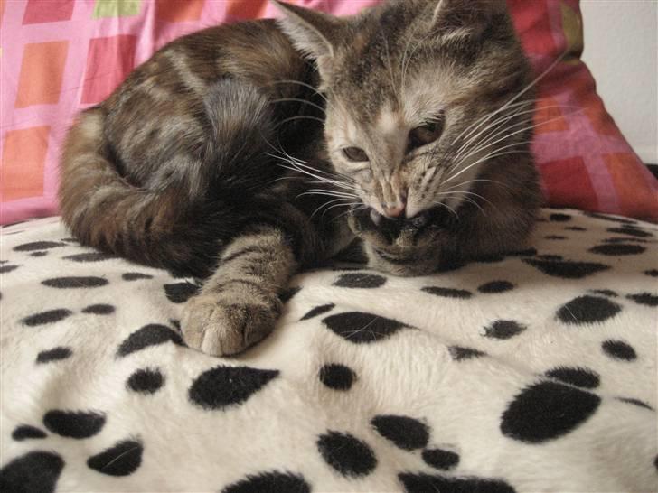 Huskat Killer Chris-Kross Attack - Killer på prinsesse tronen billede 7