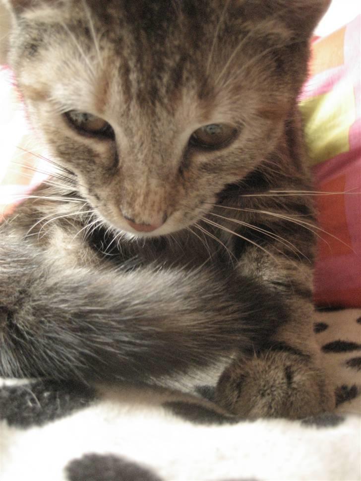 Huskat Killer Chris-Kross Attack - Killer billede 8